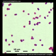 acinetobacter baumannii under microscope
